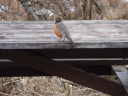 American Robin